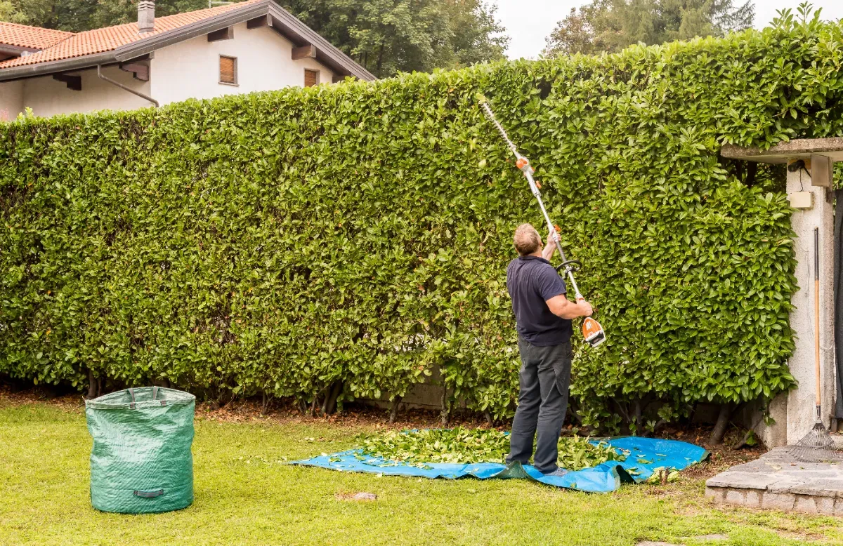 Nová pravidla pro živé ploty: co potřebujete vědět