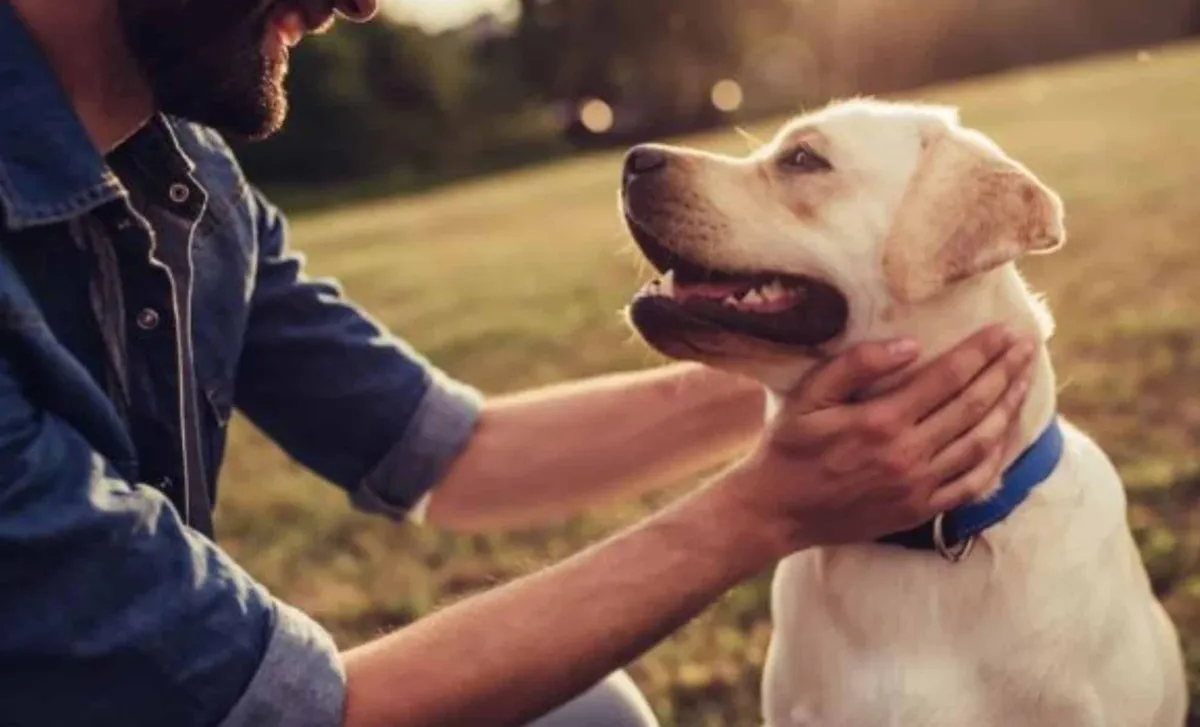 Psi možná zažívají třetí vlnu domestikace