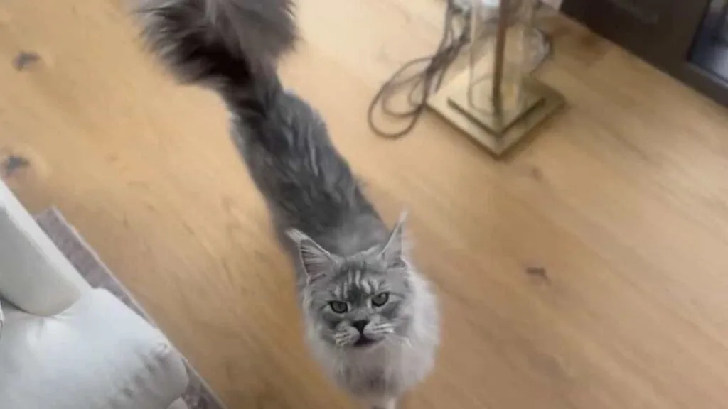 Kocour z Minnesoty se stal rekordmanem díky neskutečnému ocasu