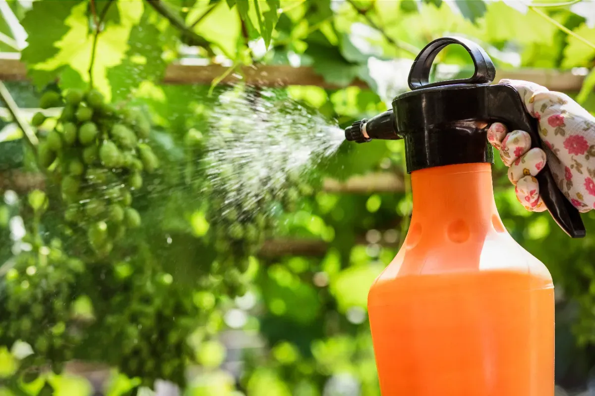 Tekutý mycí prostředek: účinnější než čisticí ocet proti plevelu