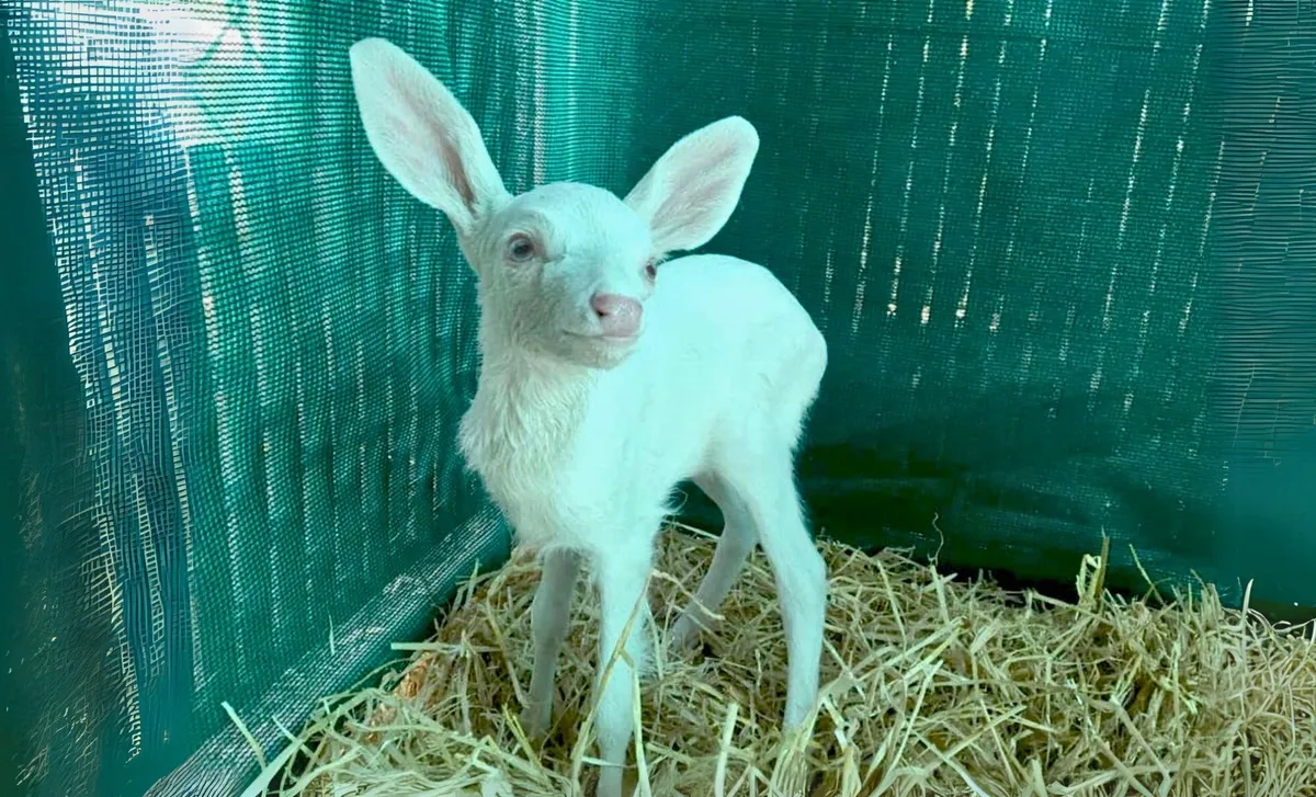 Nepzapomenutelná záchrana albínského faona v Texasu