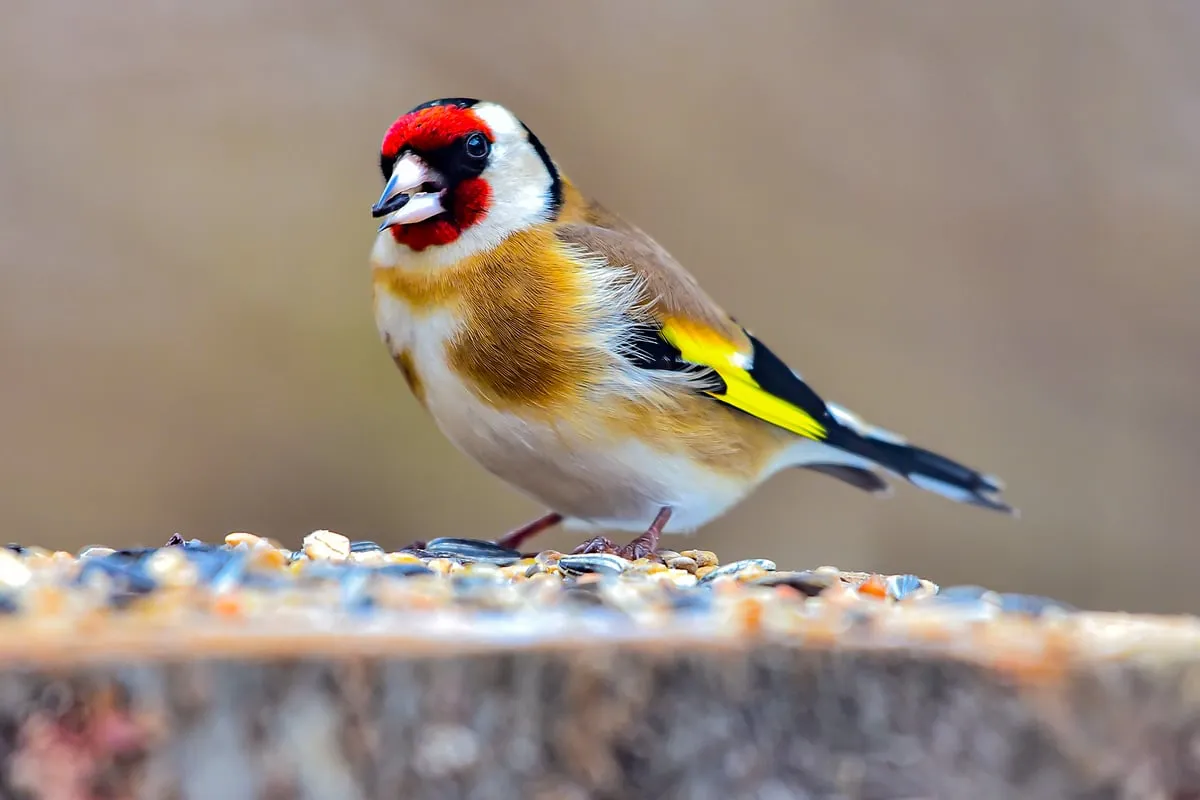 Chřadoniček nádherný: krása a symbolika okřídleného zázraku