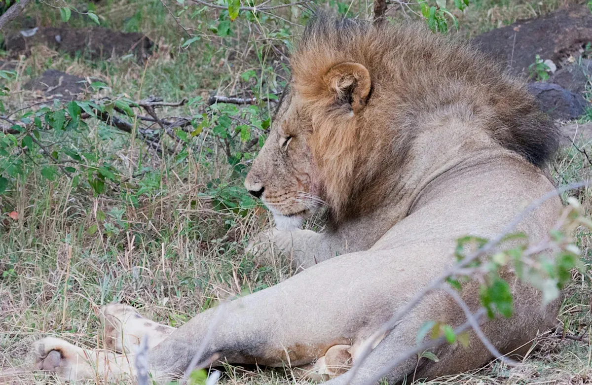 Invazní mravenci v Keni: nečekané řetězové změny v ekosystému