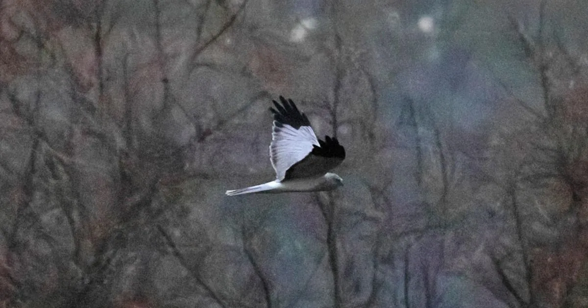 Vzácní luňáci v Arundel Wetland Centre: nečekané návraty