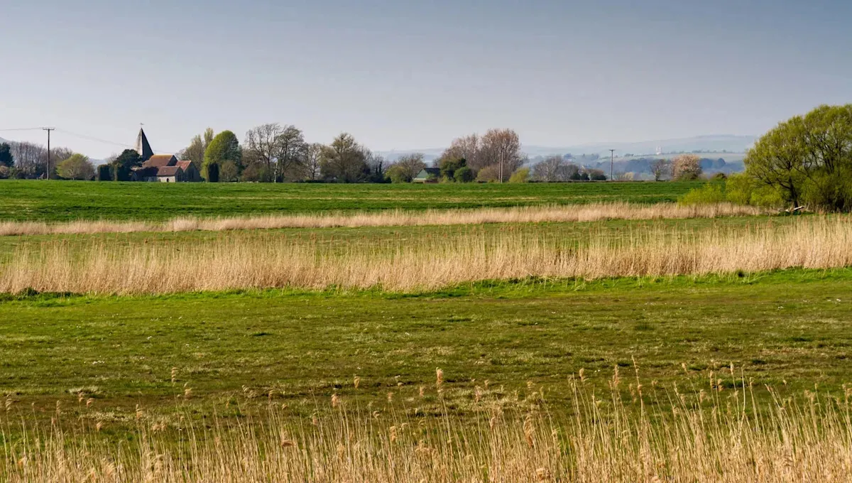 Bílé čápy se vrací do londýnského nebe po šesti stoletích