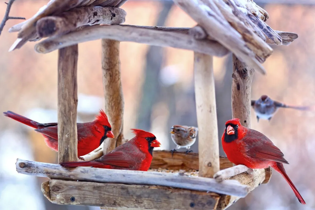 Kouzlo rozinek: jak obyčejné ovoce přitáhne zpěvné ptáky