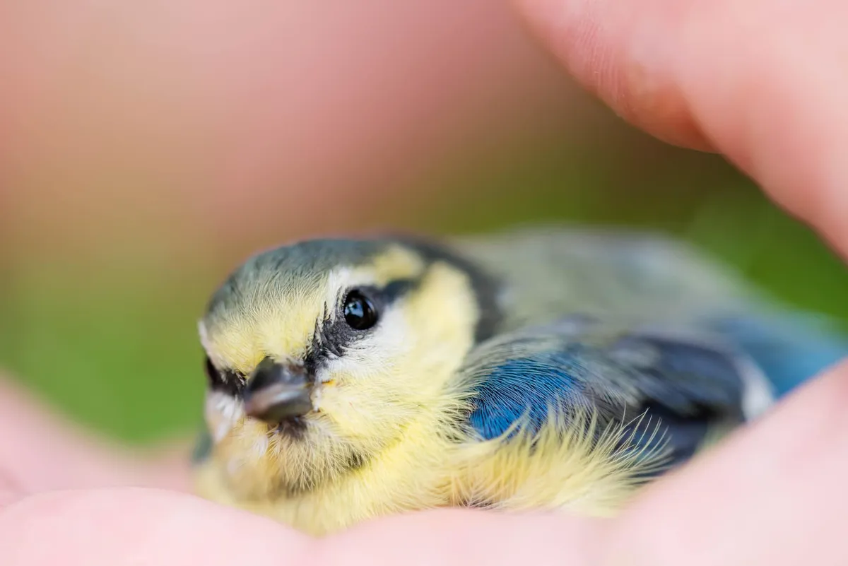 Jak pomoct sýkorám přežít zimu