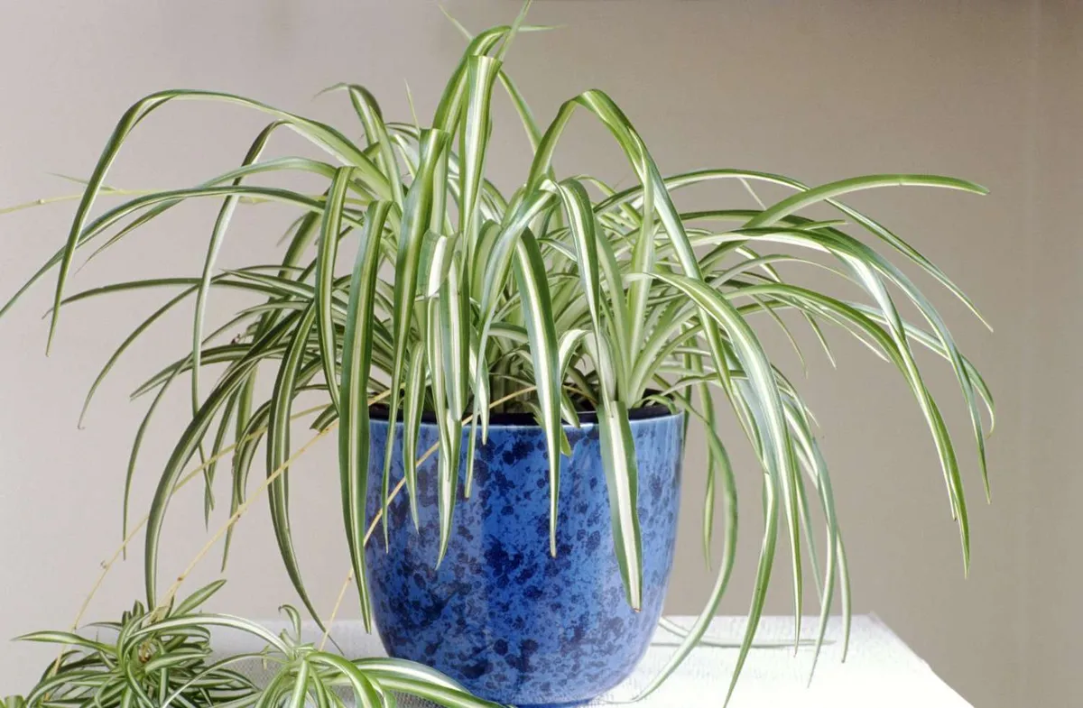 Kdy zalévat spider plant, aby byla šťastná a zdravá