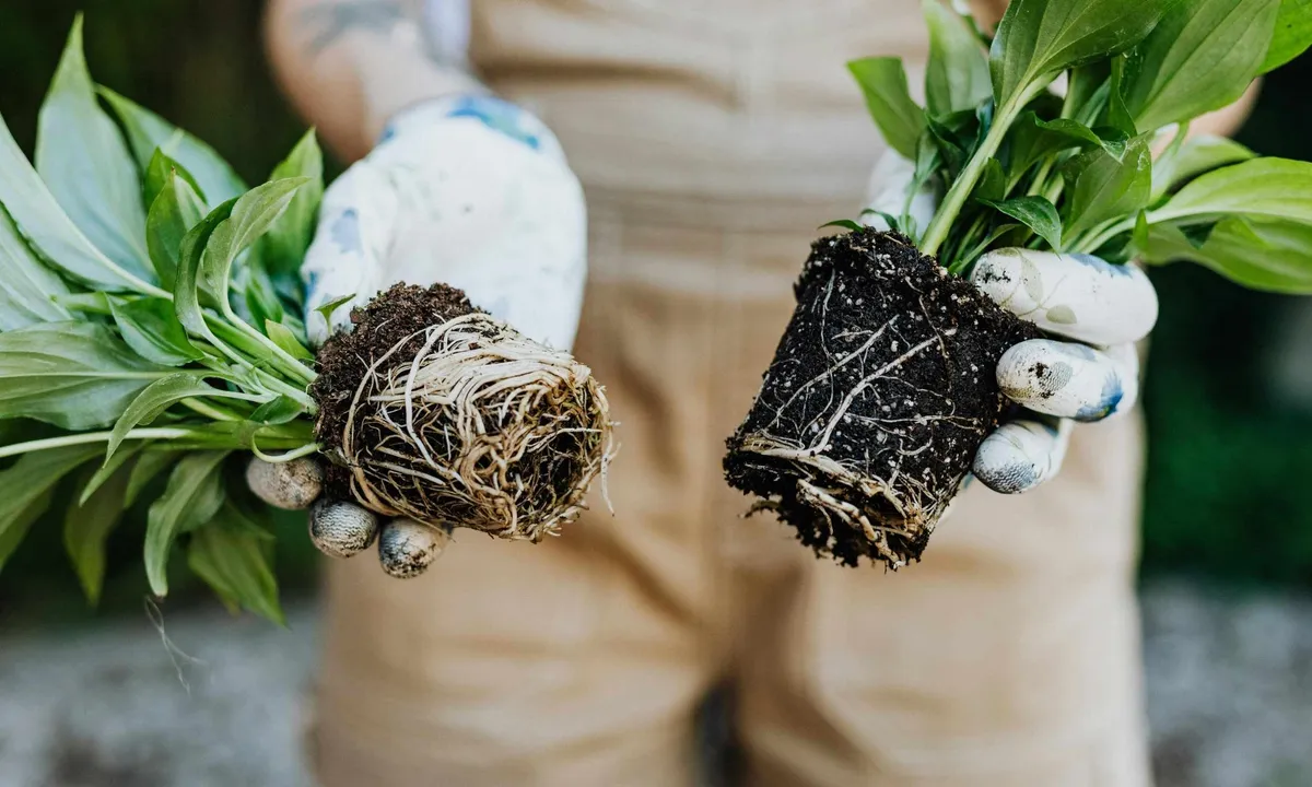 Banánové slupky jako hnojivo pro udržitelné zemědělství