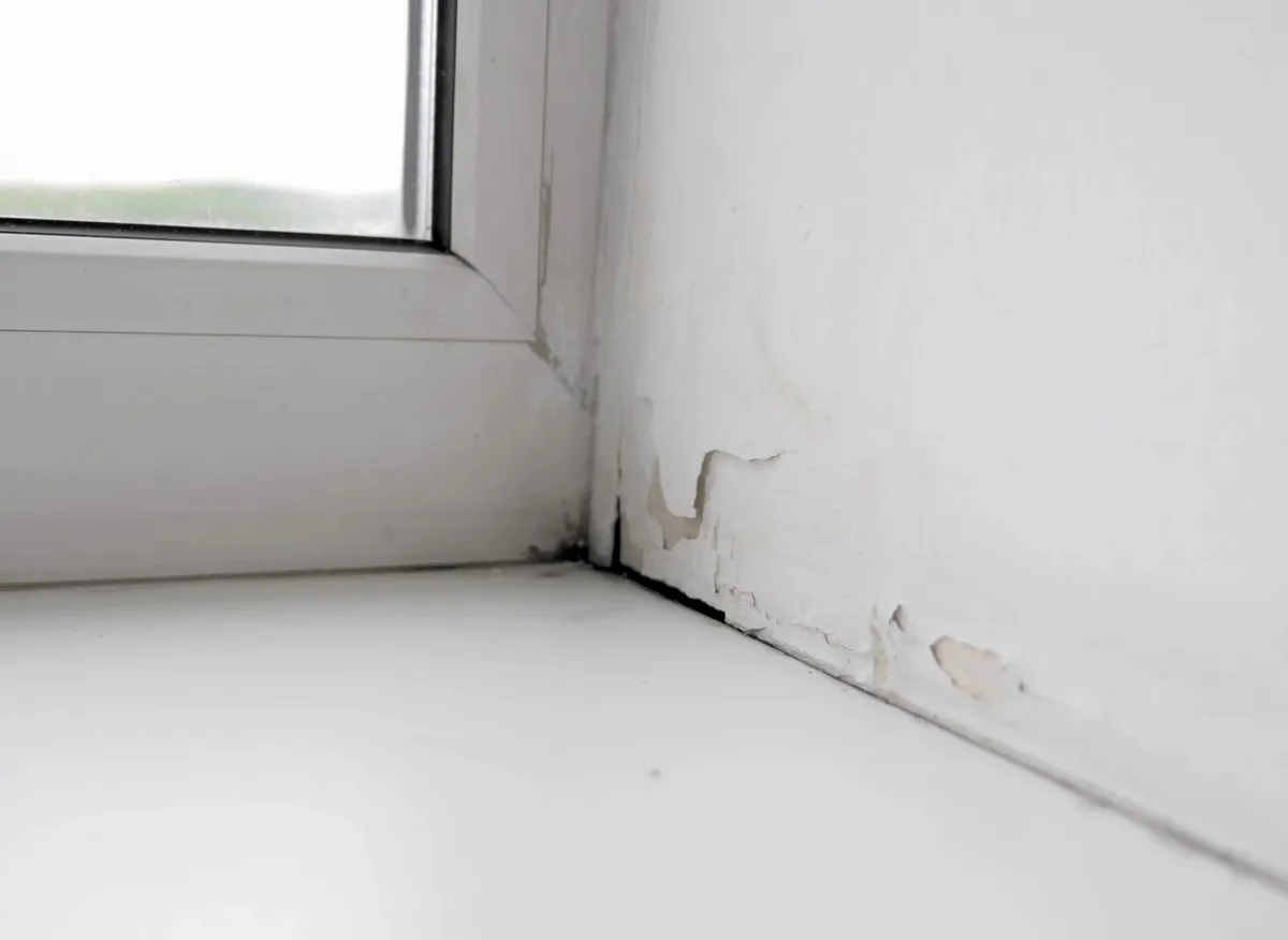 Jak přírodně řešit vlhkost a plísně ve vašem domově