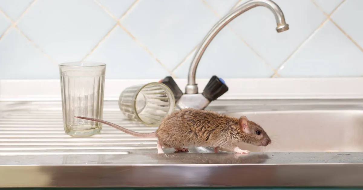 Jednoduchý krok, jak udržet hlodavce mimo domov