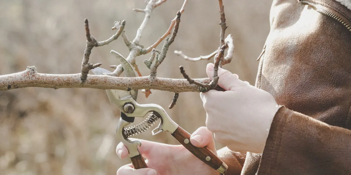 Péče o rostliny v lednu : ideální čas na prořezávání