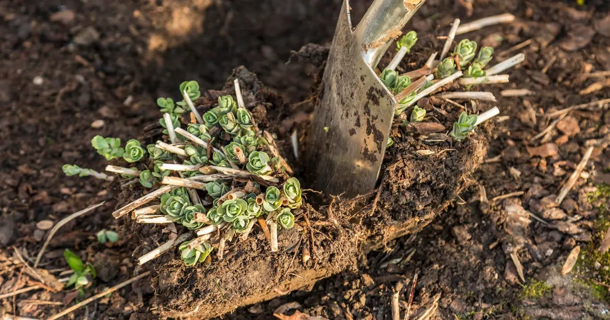 Tři práce na zahradě, které zvládnete v březnu!