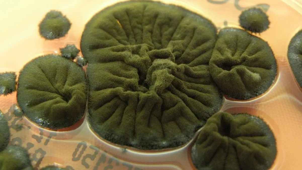 Houba z Černobylu: zvláštní schopnosti v extrémních podmínkách